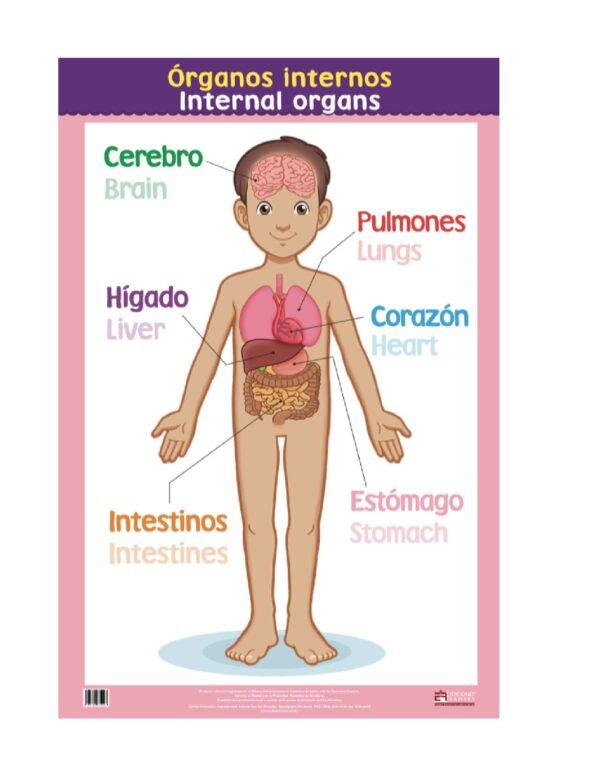 Poster decorativo LOS ÓRGANOS INTERNOS