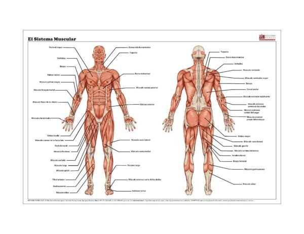 Poster decorativo EL SISTEMA MUSCULAR